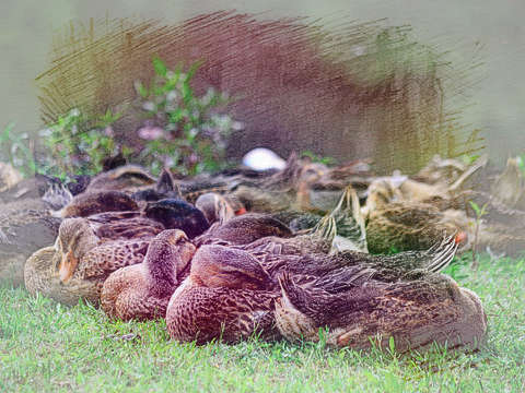 一群母鸭