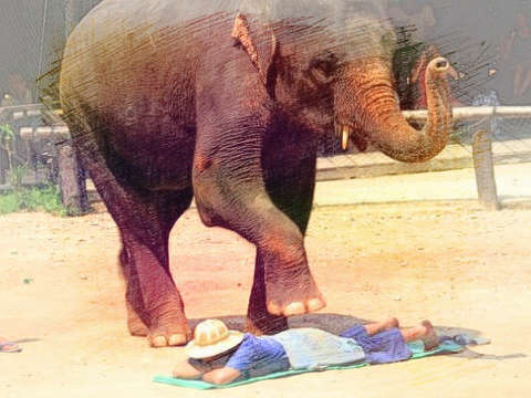 大象踩背