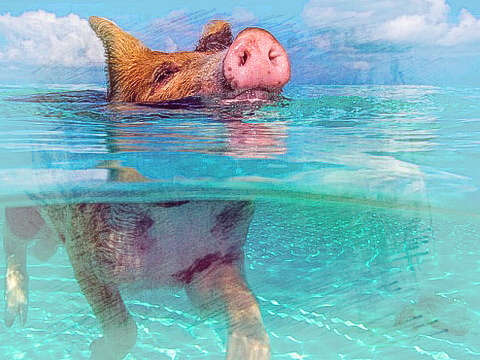 小猪游泳