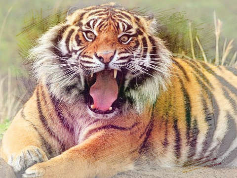 老虎掉牙