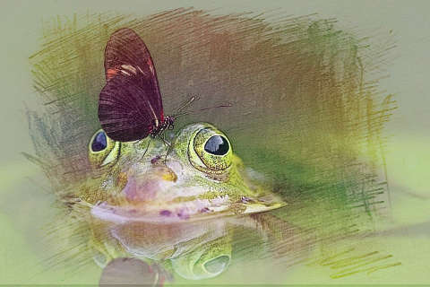 青蛙吃草