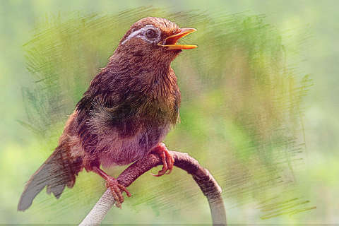 小鸟唱歌