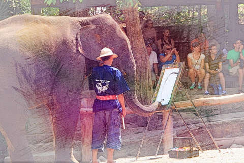 训练大象