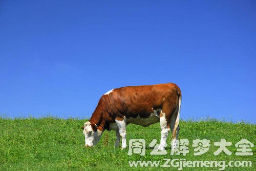 梦见小牛吃草