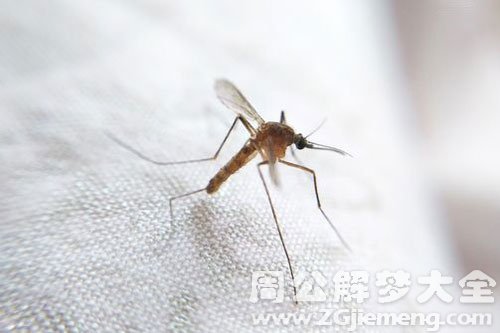 梦见蚊子嗡嗡飞行