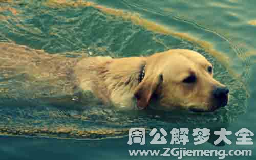 梦见狗在水里游着.jpg