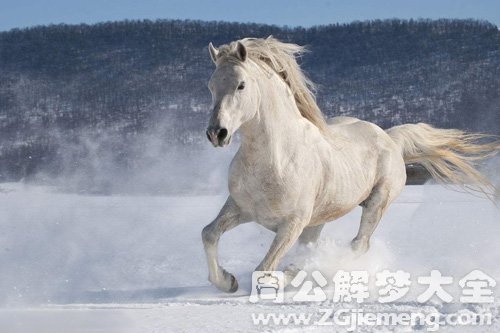 梦见雪中有白马