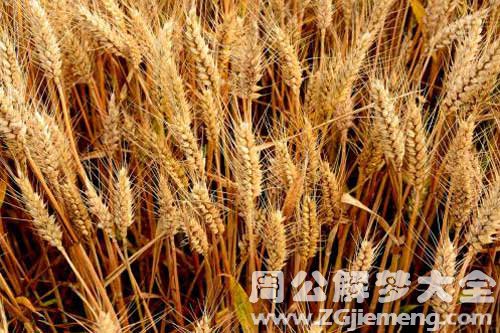 梦见成熟的小麦