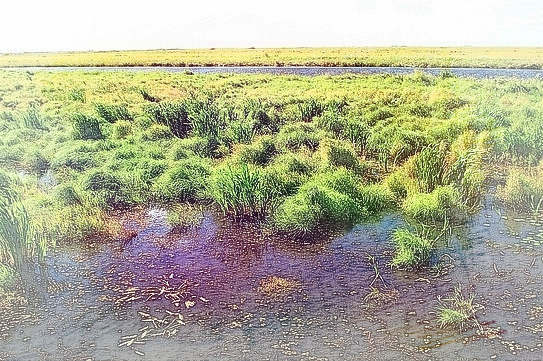 沼泽、湿地