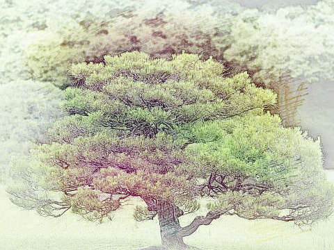 松树