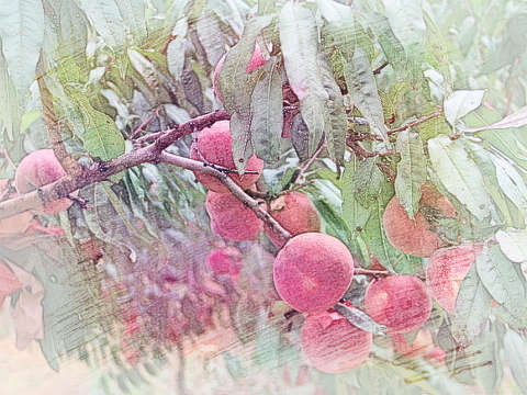 满树桃子