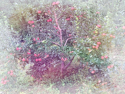 满树苹果
