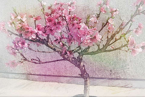 小桃树