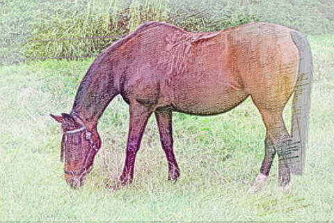 马吃着草