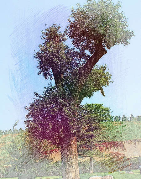 梦见大树生根
