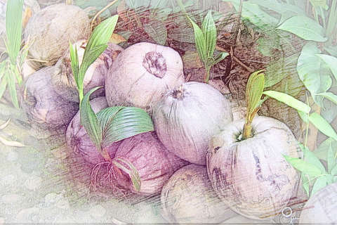 椰子发芽