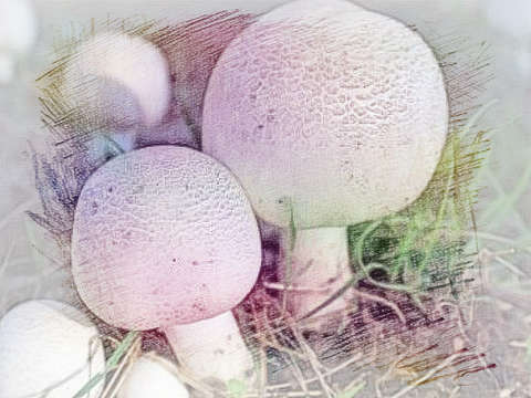 蘑菇长大