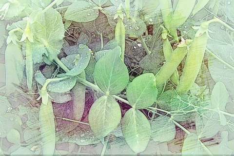 拔豌豆