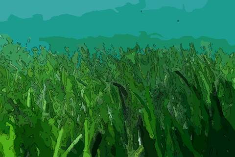 绿色海草
