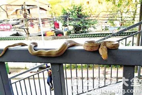 阳台上有蛇