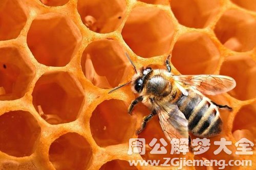 梦见蜂蜜和蜜蜂