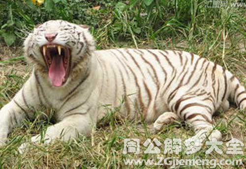 梦见飞翔的白色老虎