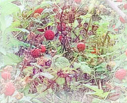 梦见摘野草莓