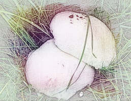 梦见采白蘑菇