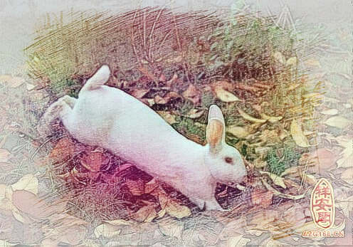 梦见逮兔子