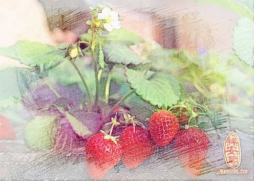 梦见种草莓