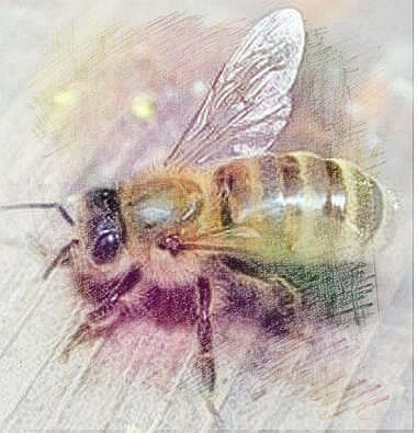  梦见杀掉蜜蜂