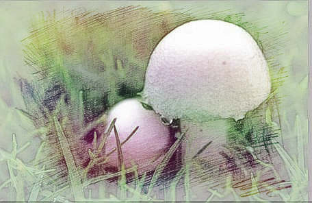  梦见挖蘑菇