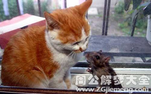 梦见老鼠和猫打架.jpg